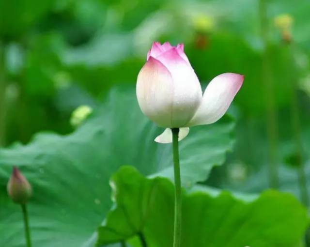 中国十大名花你认识几种呢,中国十大名花你喜欢哪种呢