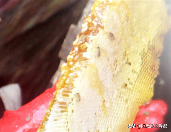 什么样的蜂蜜才是最好的,什么样的蜂蜜才属于好蜂蜜