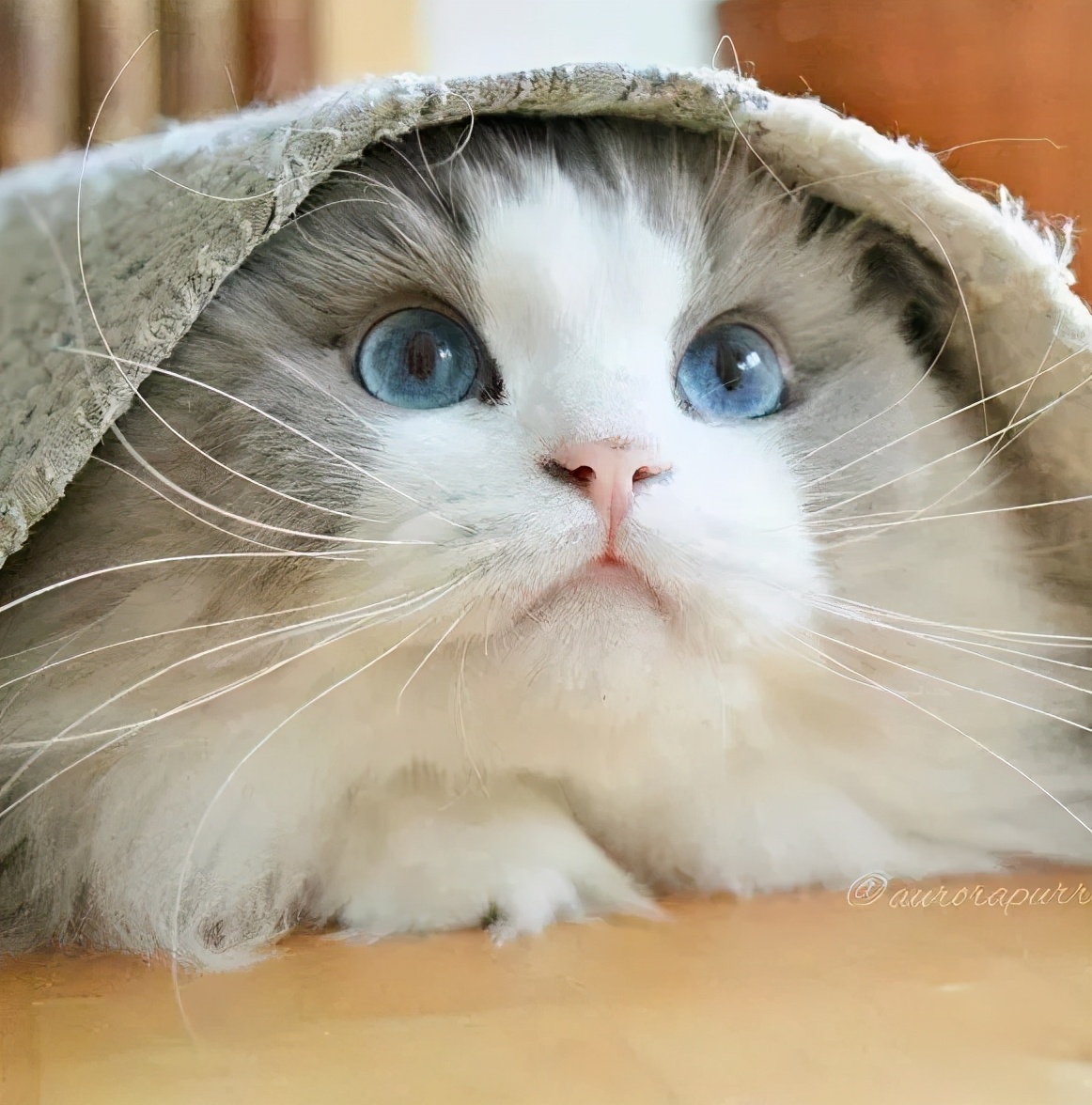 布偶猫在猫界的智商排行,世界第一公认仙女猫布偶猫