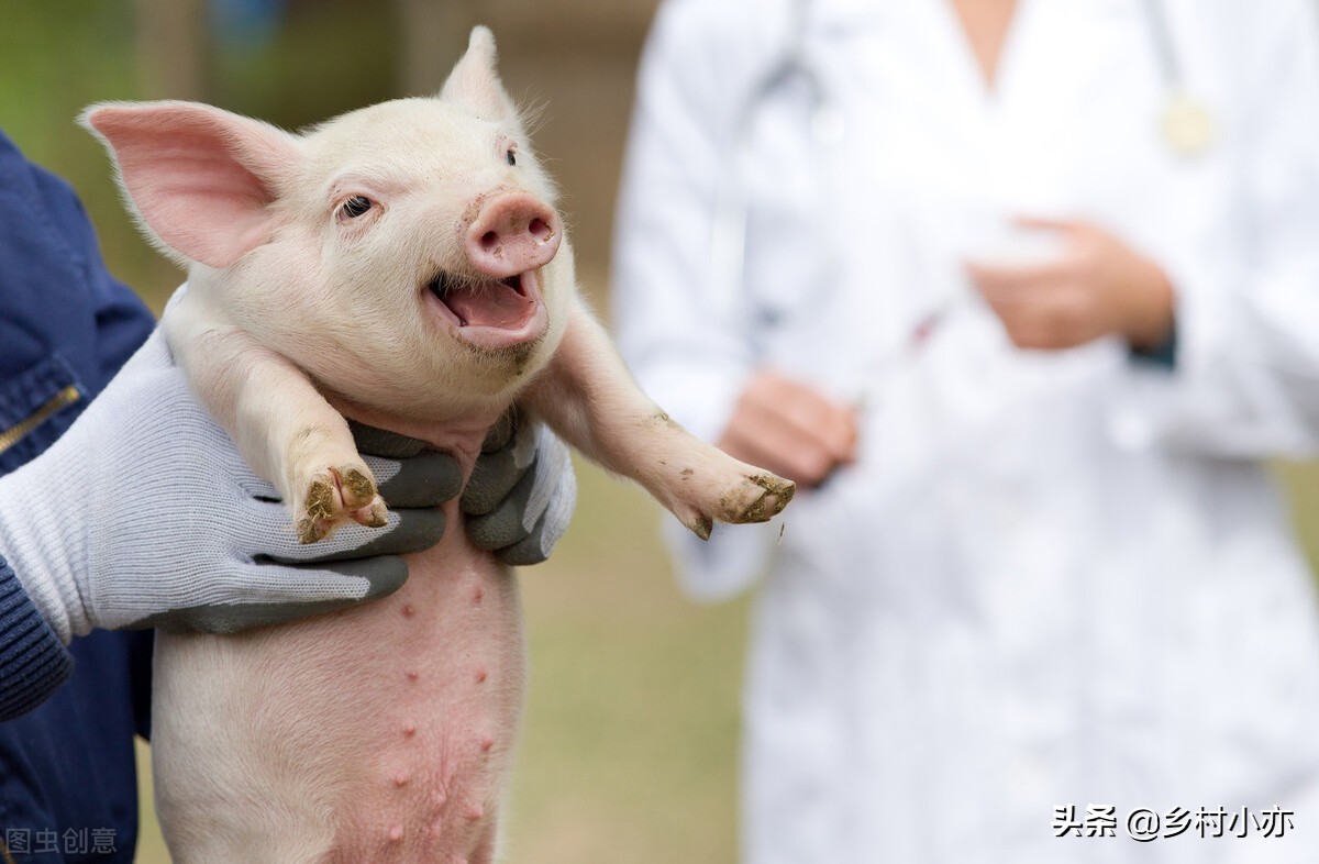 保育仔猪消瘦露脊梁怎么治疗,养猪知识断奶仔猪消瘦的解决方法