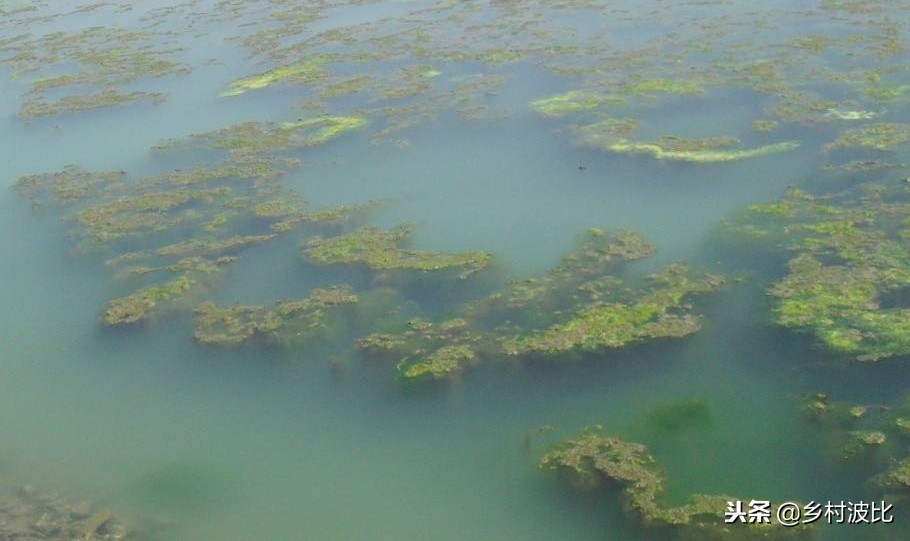 宅后有池塘是什么预兆,宅后有池塘的说法