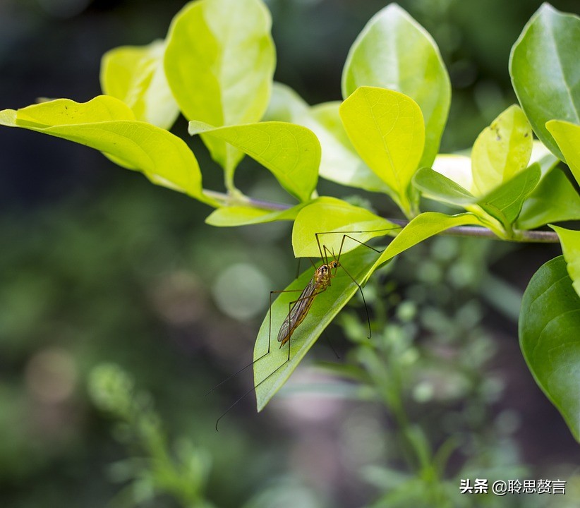 蚊子诗精选三十六首莫恨我心儿毒，只因你口儿馋