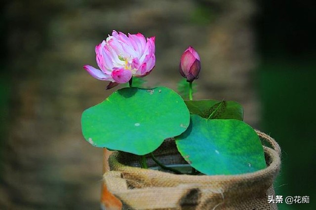 碗莲种藕种几棵好养活呢,碗莲种藕种了一个星期不长叶