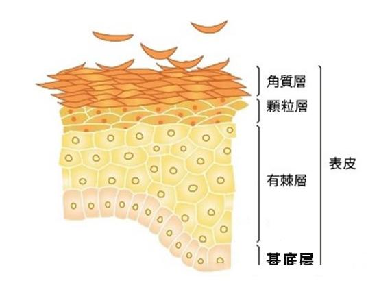 减肥沐浴露真的好使吗,用瘦身沐浴露真的可以瘦身吗
