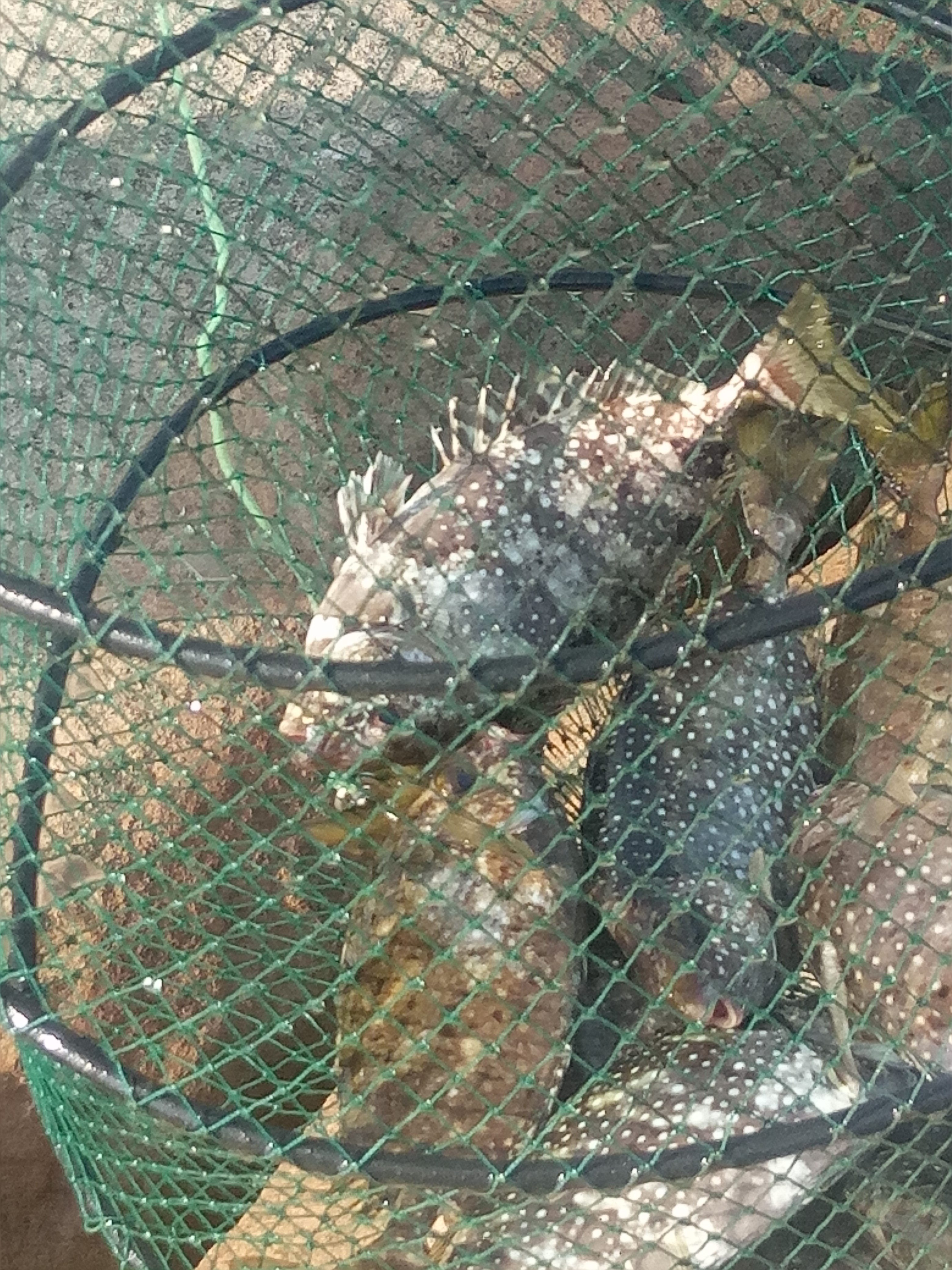 台湾海钓视频,台湾海钓