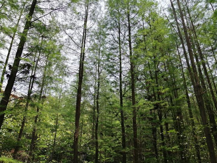 南宁有个“天然氧吧”，藏在狮山公园里，拥有一片绝美的水杉林