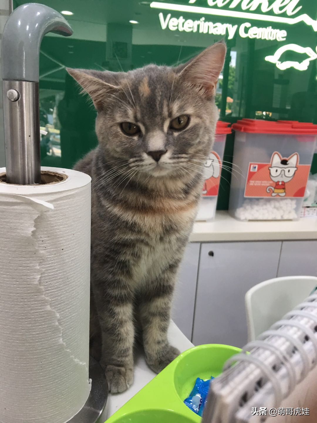 主人带大型犬狗去打针,给家里十几只猫打疫苗