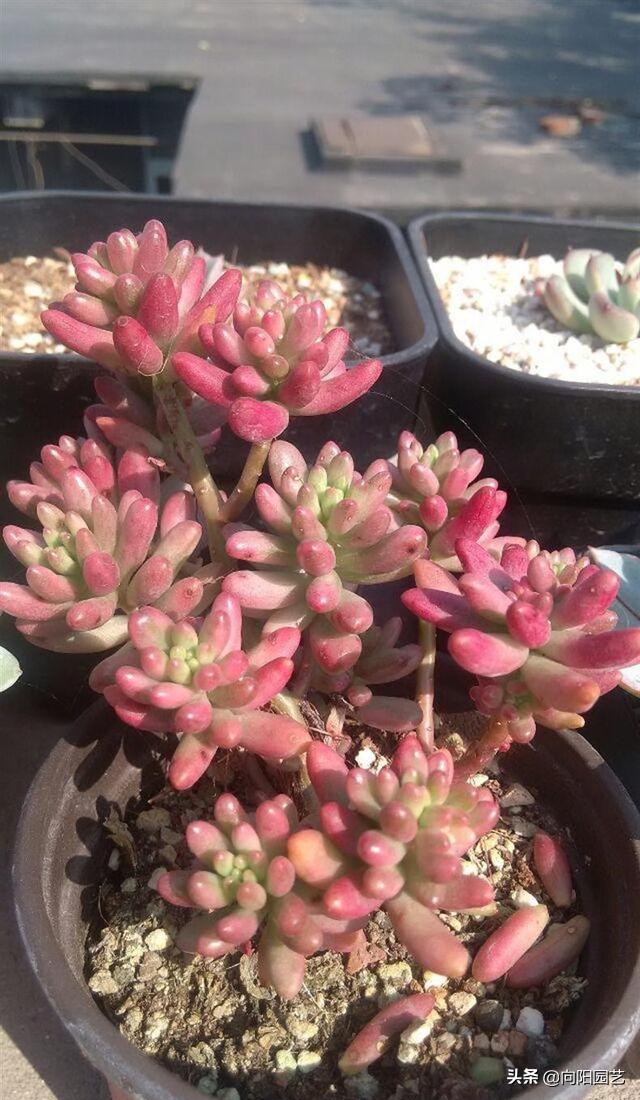 肉肉上长出来的侧芽要剪掉吗,怎么让多肉快速爆出侧芽