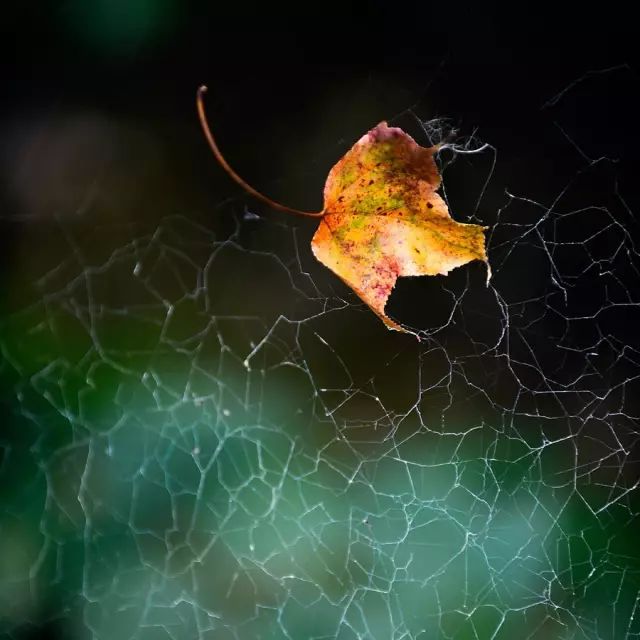 小林｜常恐秋风早，飘零君不知