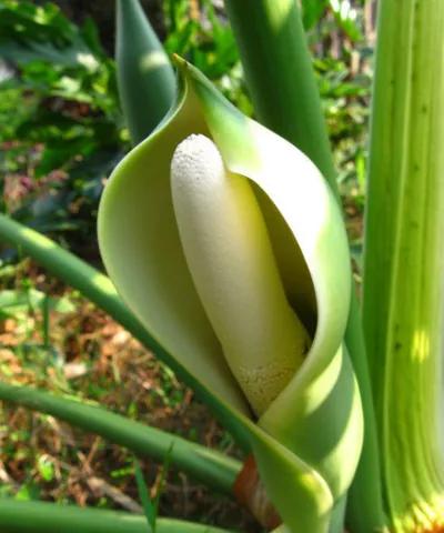 那盆嫩绿嫩绿的春羽，最终会蜕变成一条龙