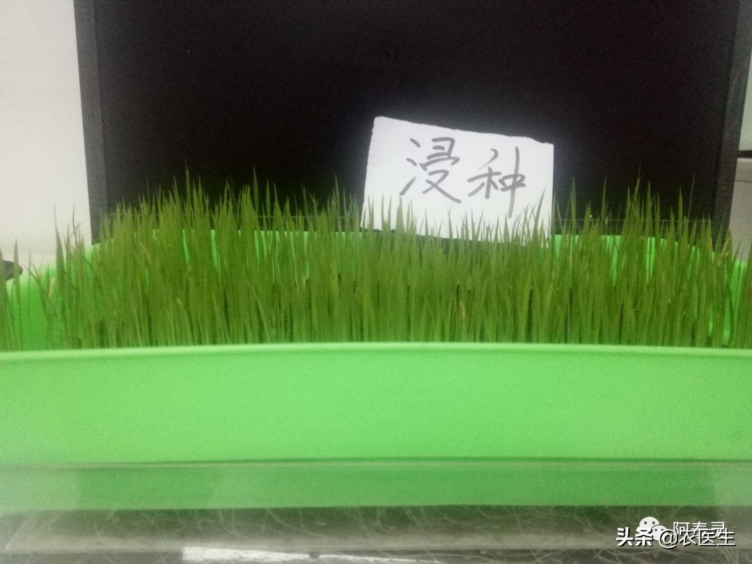 水稻苗床最怕的一种病害立枯病,水稻育秧病害防治