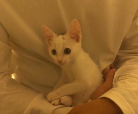 流浪猫被救助后特别黏主人,流浪猫粘鼠板救助