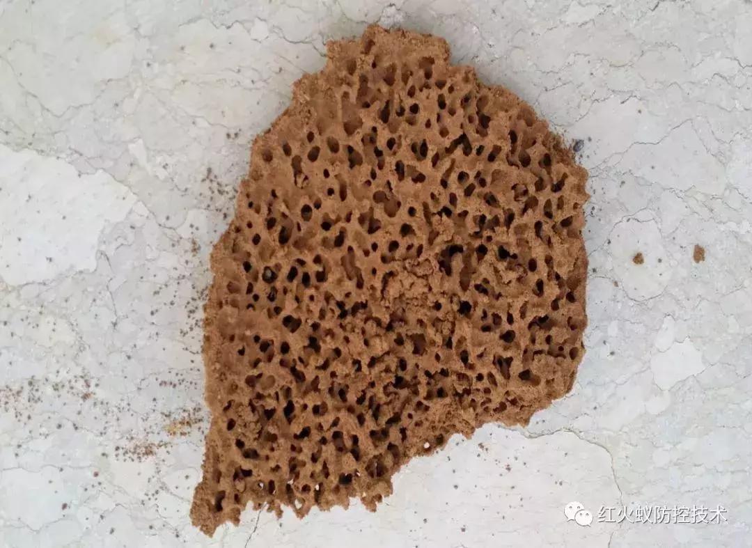 南宁邕江红火蚁,被广西红火蚁咬了怎么办