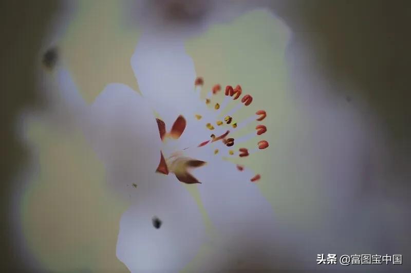 桃花怎么拍才好看,桃花怎么拍摄才能出新意