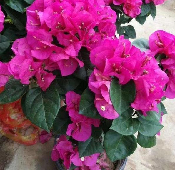 用大蒜养花会有意想不到的效果,大蒜养花小技巧图片