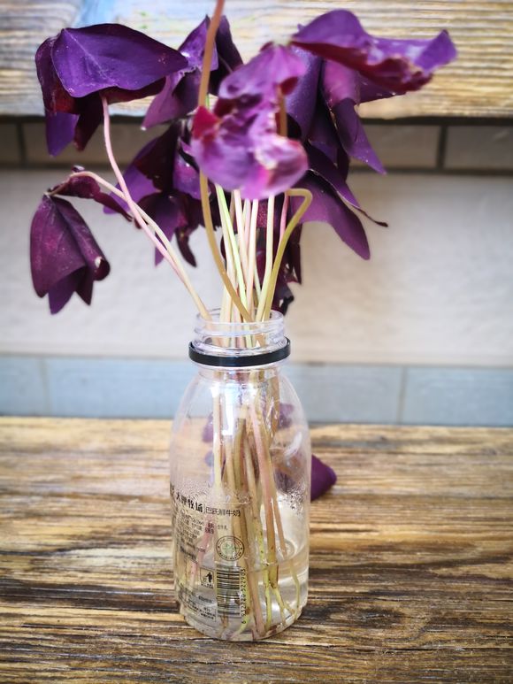 紫叶酢浆草分根方法,紫叶酢浆草种植多大间距