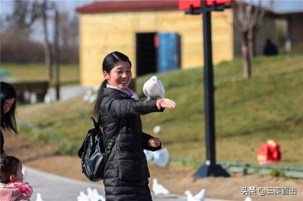 鸽子的家在哪里,鸽子的新家在哪里