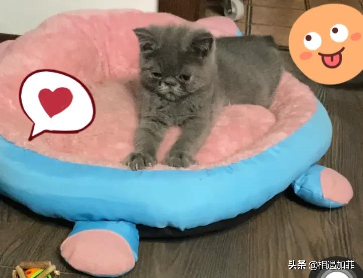 猫咪喜欢看电视动画片,猫咪喜欢看电视里的小动物