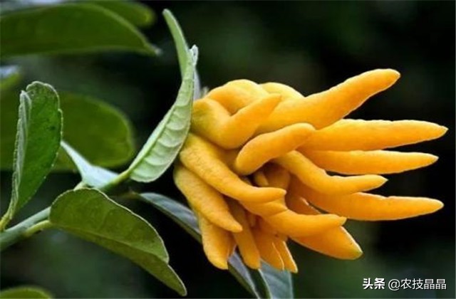 成熟结果佛手怎么种植才能发芽,冬天从网上买的佛手苗怎么种植