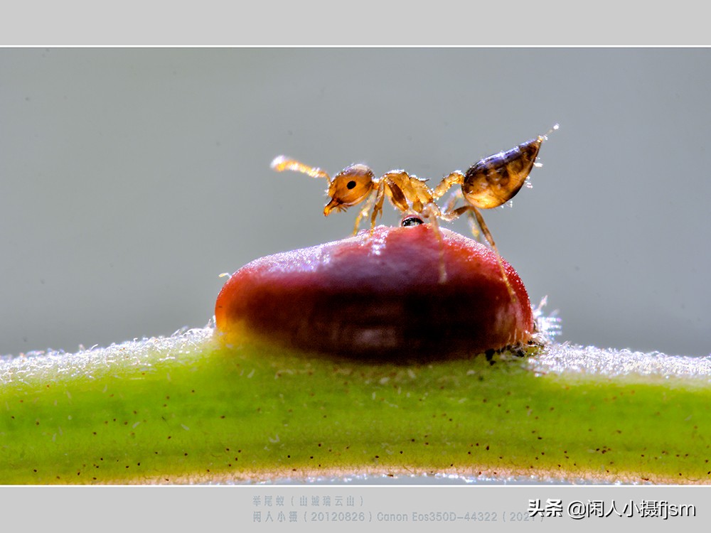 拍摄蚂蚁视频的技巧,怎么拍摄蚂蚁
