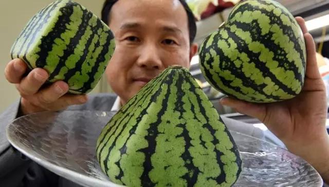 日本人就从来不抱怨苹果太贵，收藏几个异国瓜果能让你变成有钱人