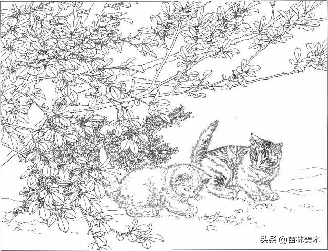 国画工笔猫白描,邢诚爱工笔画猫白描底稿