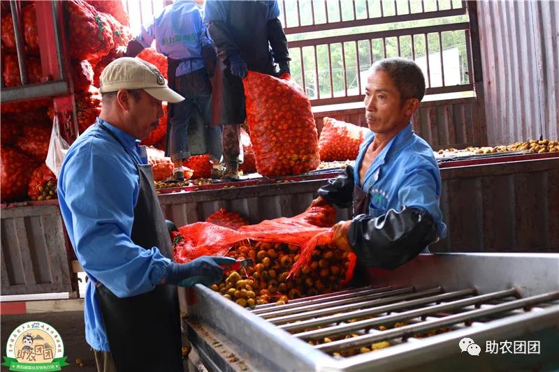 助农团团最新视频,助农团团所有视频