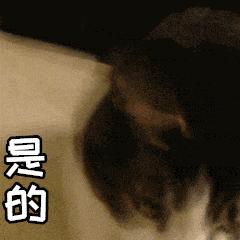 到底是养一只猫好还是养两只,养一只猫好一点还是两只猫好一点