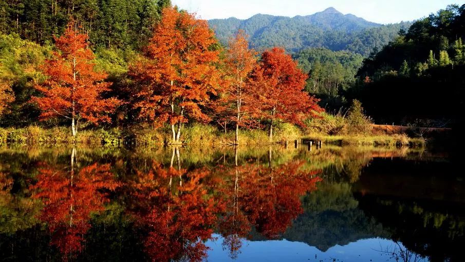 东莞周边11月份赏红叶好去处,东莞观音山看红叶攻略