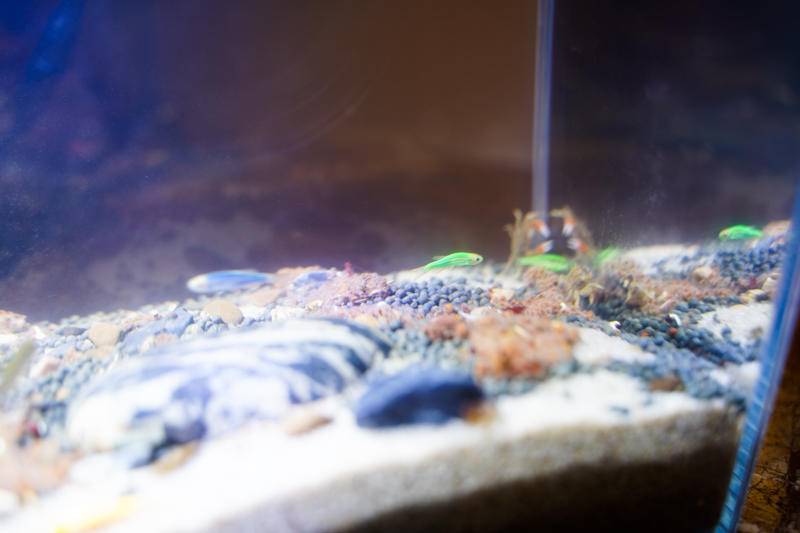 小佩起源纪鱼缸过滤怎么样,小佩起源纪鱼缸