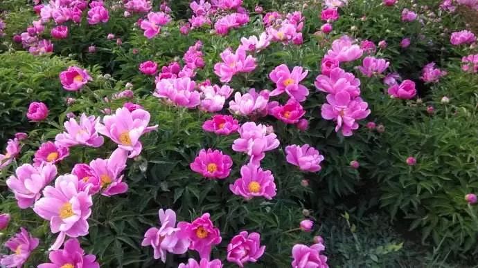 中药祛斑美白面膜使用方法,祛斑美白补水中药面膜有哪些