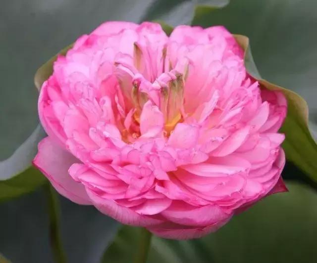 我国很多成语与植物有关,汉语成语中的植物文化