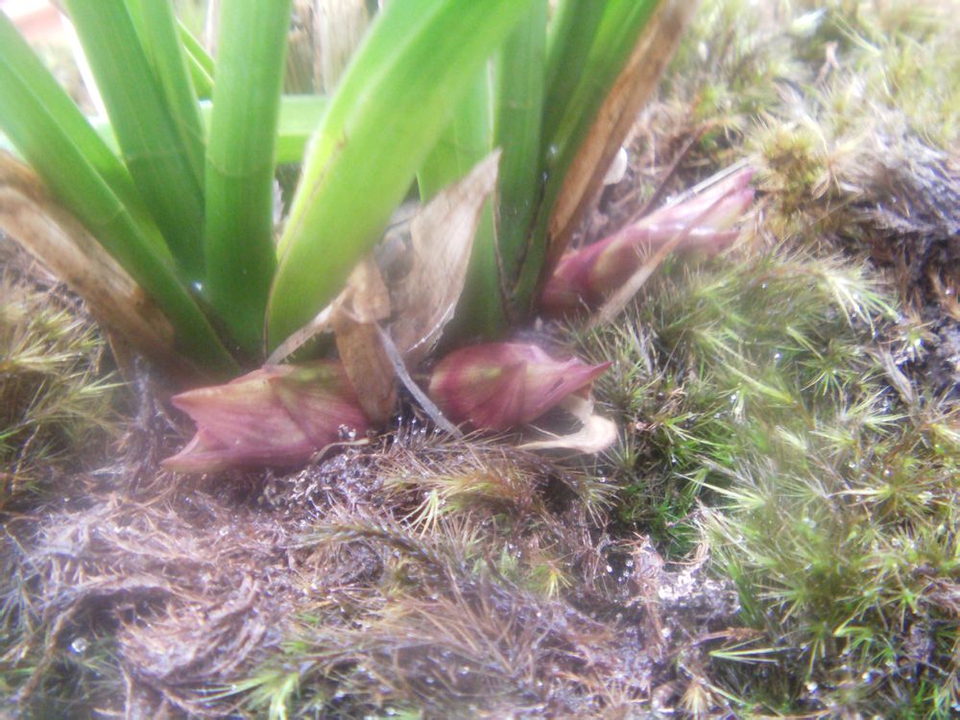 兰花上盆的正确方法和注意事项,兰花上盆时间及注意事项