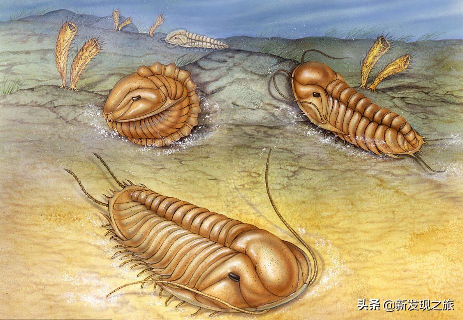 生物进化史最具代表的事件,生物进化史的意义