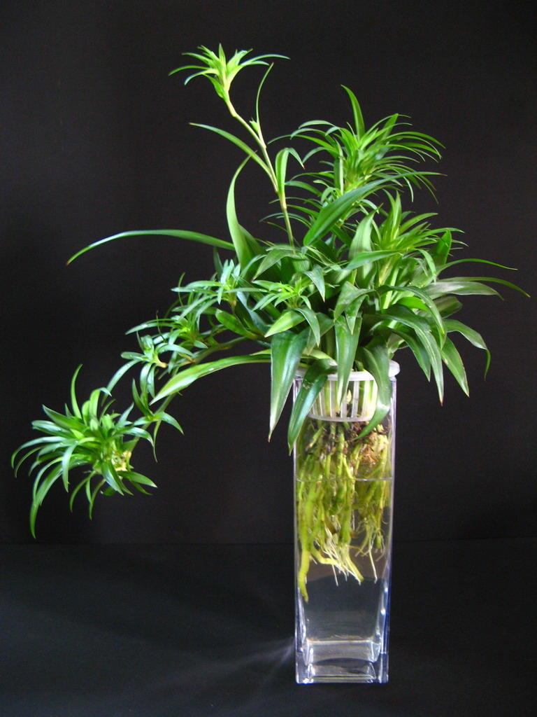 吊兰土培改水培后烂,吊兰土养能不能直接浇水