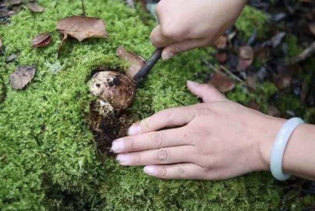 松茸是国家几级保护品种,松茸是二级珍稀菌吗