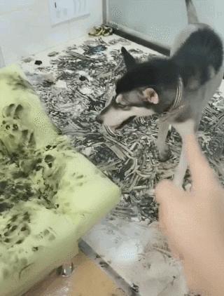 狗子吃醋女朋友,狗子喜欢女朋友怎么办