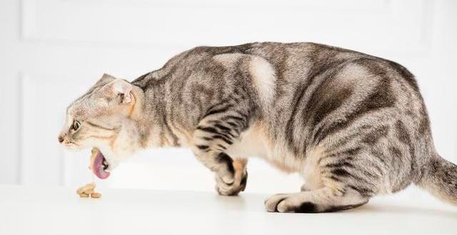 猫咪突然口吐白沫全身抽搐,猫咪吐白沫要喂化毛膏吗