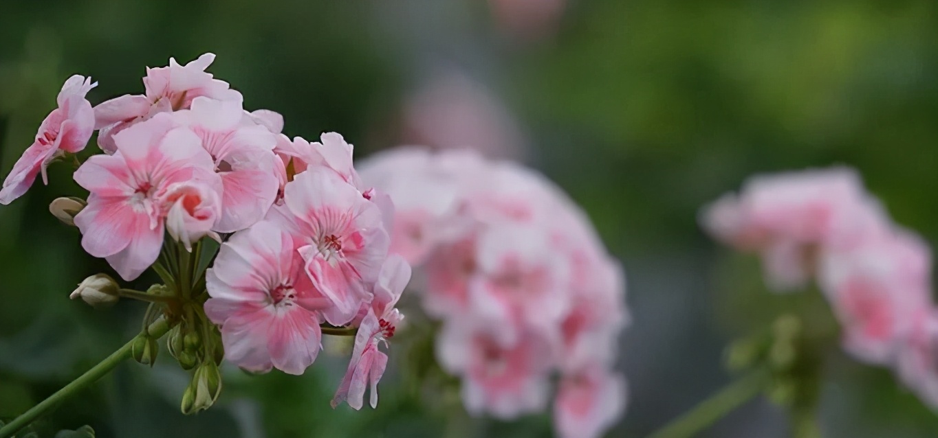 这种花别乱浇水水越多越不开花,这种花不怕冷好养易活