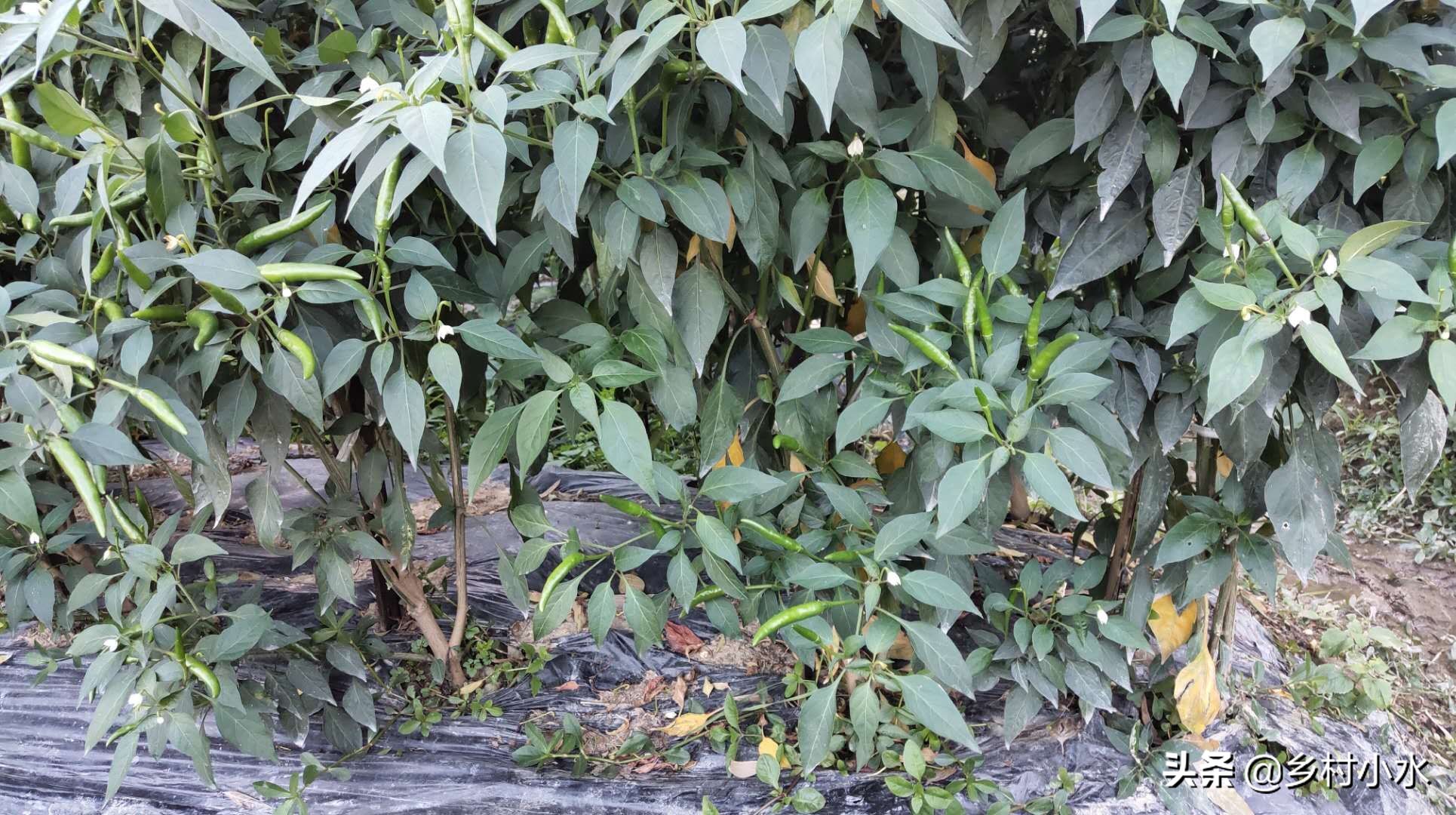 辣椒叶子变黄的防治方法,辣椒叶片发黄方法教程