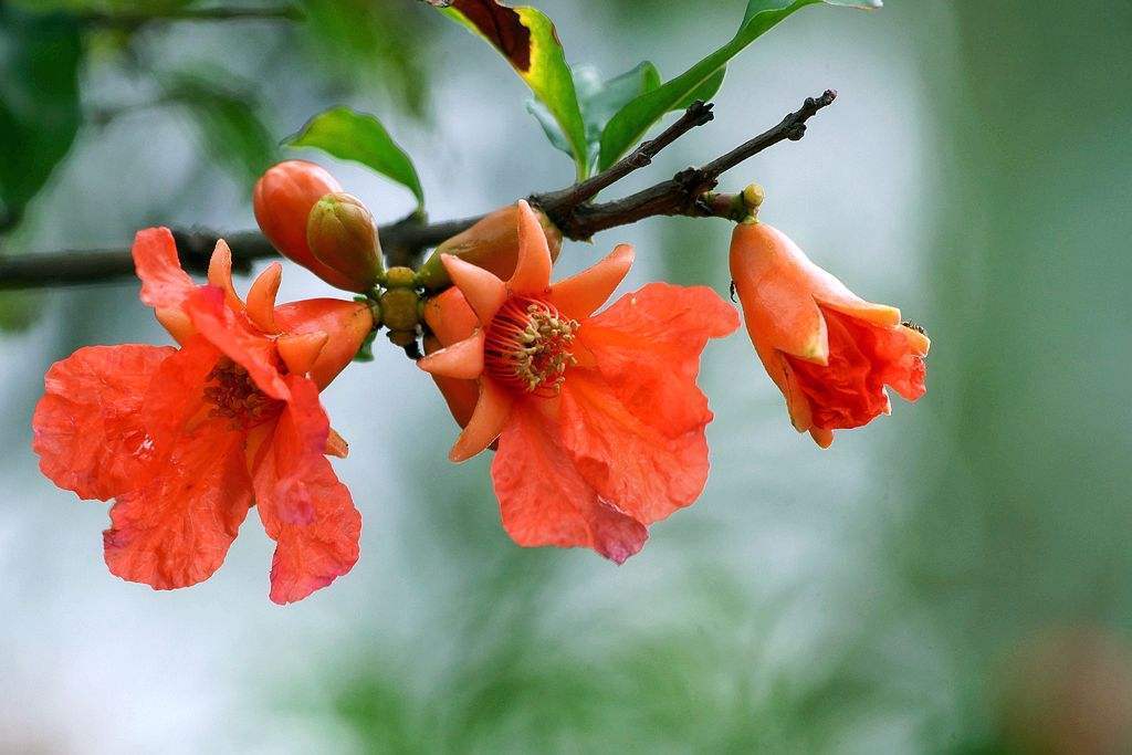 石榴只开花不结果怎么抢救,石榴只开花不坐果是什么原因