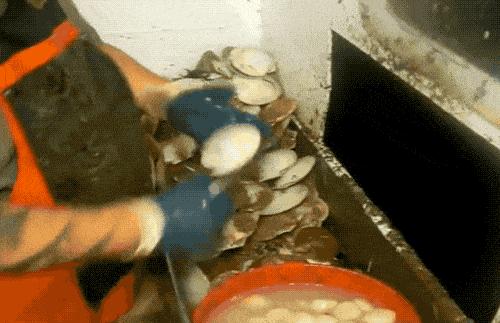 扇贝没了獐子岛,獐子岛扇贝逃跑科普