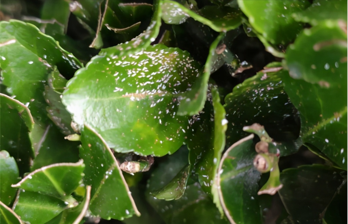 介壳虫的正确杀法,如何除去介壳虫