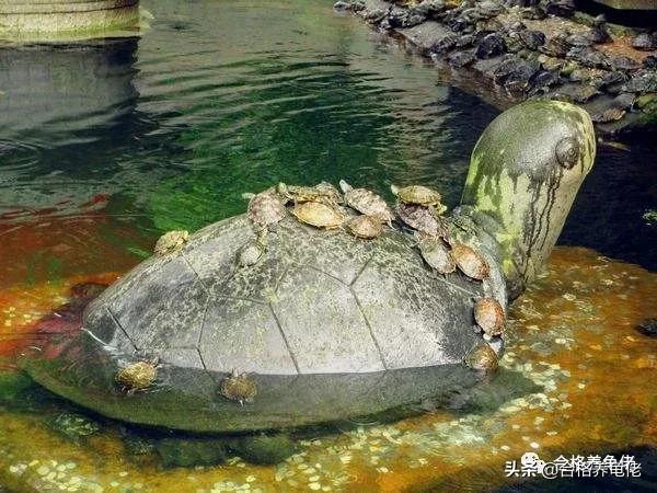 想让龟长寿，注意养生很重要