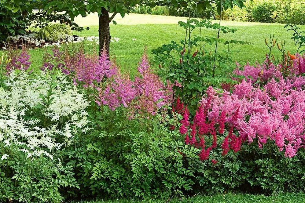 有药用价值的花卉盆栽,有药用价值的花灌木植物