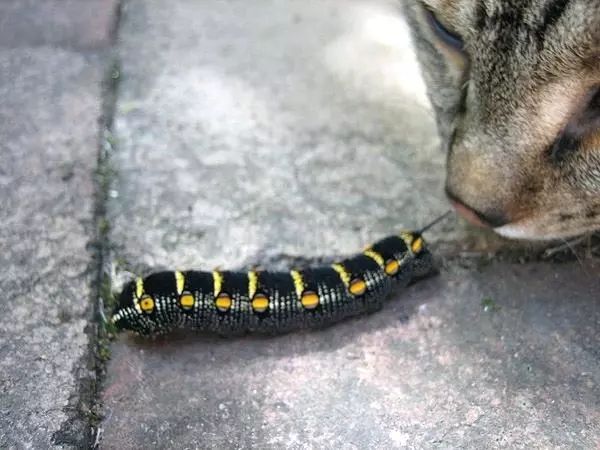 猫粮需要倒满吗,猫粮不要囤太多