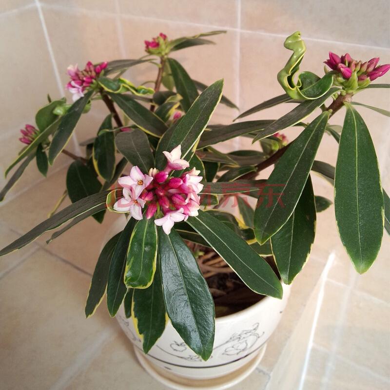 这六种花寓意吉祥好养易活,家中最旺财的4种花