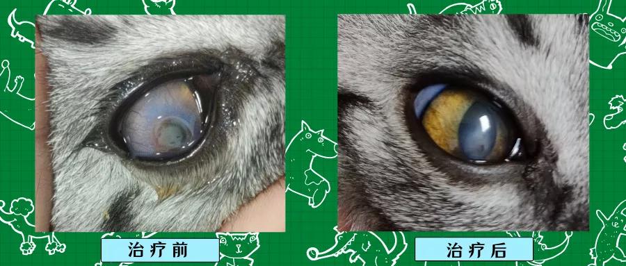 猫咪角膜溃疡,眼睛上圆形凹陷,滴药后痊愈
