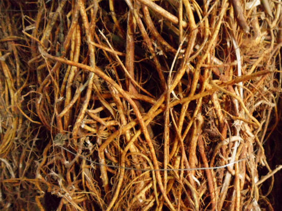 农村常见的煲汤很香的植物,广西山上有一种可以煲汤的植物