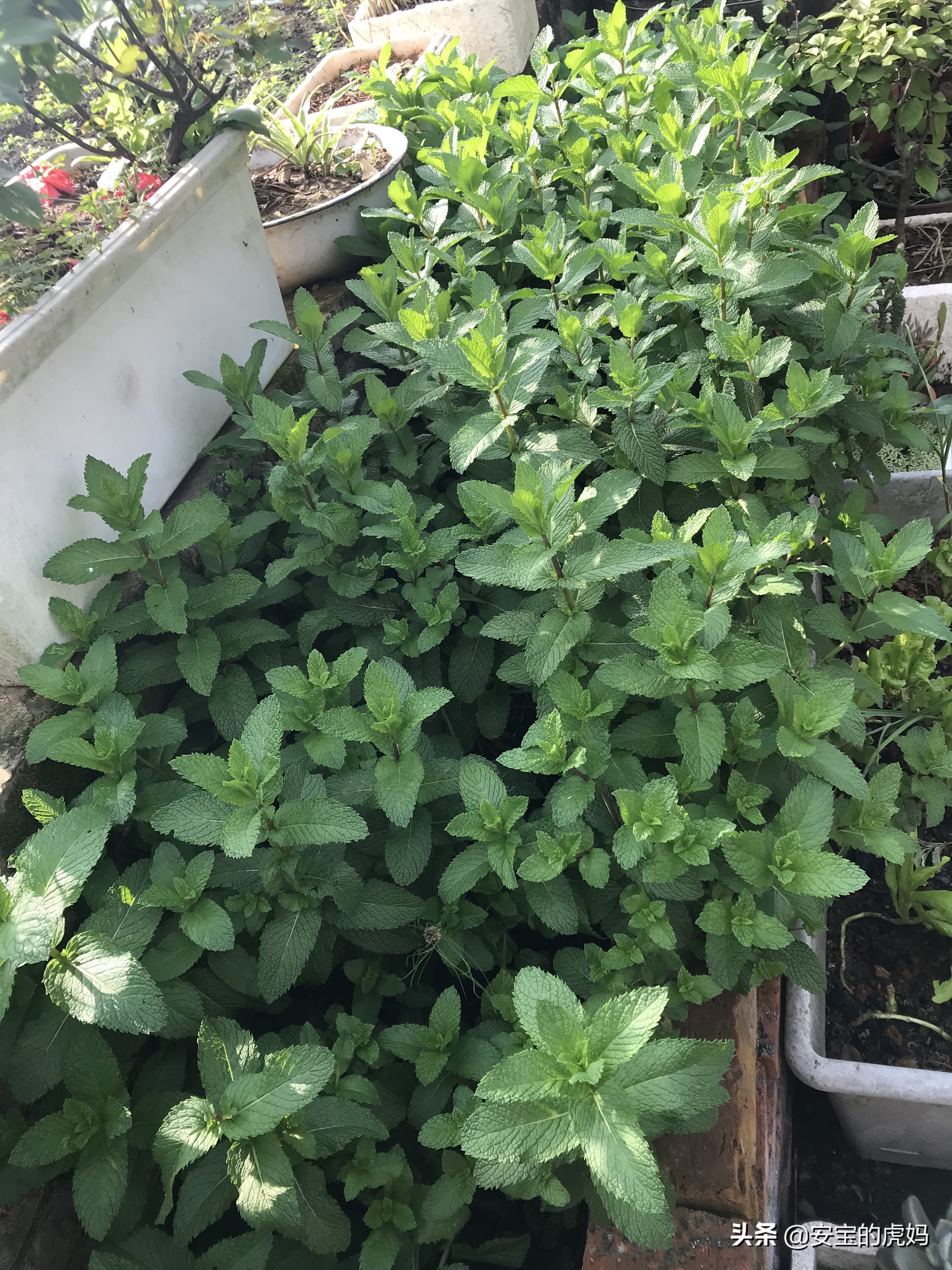 薄荷驱蚊膏如何制作,蚊虫叮咬薄荷膏怎么制作